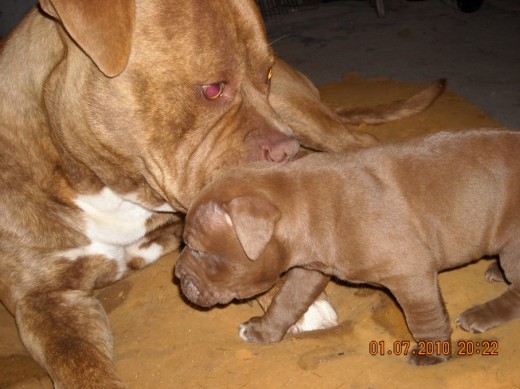 El Padre con uno de los Cachorros